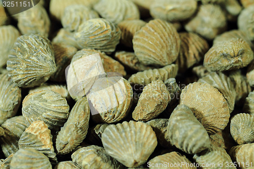Image of shell fossils
