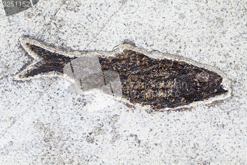 Image of fossil fish