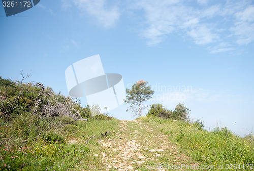 Image of Spring season landscape