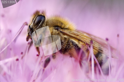 Image of bee in the pink