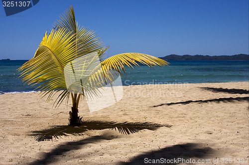 Image of palm  and coastline