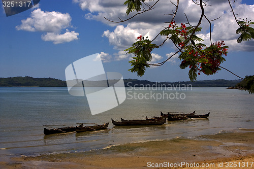 Image of  branch boat palm lagoon and coastline