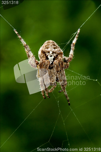 Image of Araneus Angulatus in the web