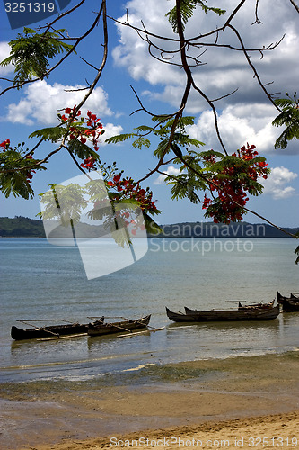 Image of  madagascar branch boat palm 
