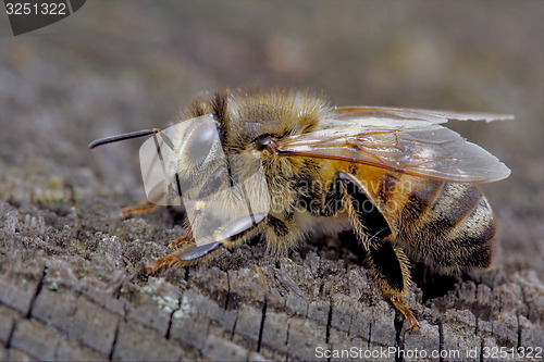 Image of  bee and wood