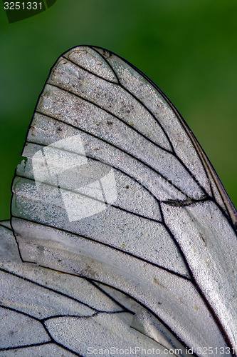 Image of white wing  line