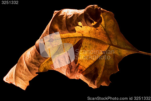 Image of  left  in autumn  and the light