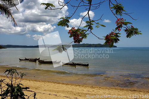 Image of  madagascar branch