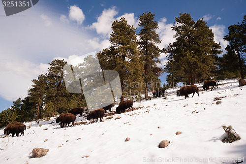 Image of North American Bison Buffalo Roam Hillside Fresh Snow Blue Sky