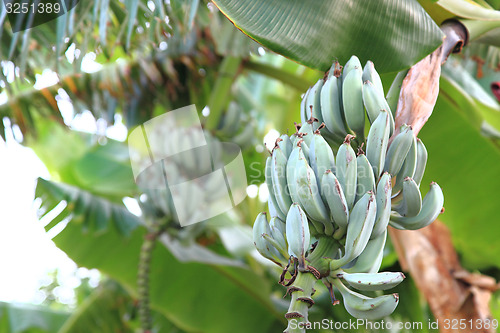 Image of banana plant\r\n