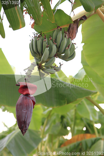 Image of banana plant\r\n