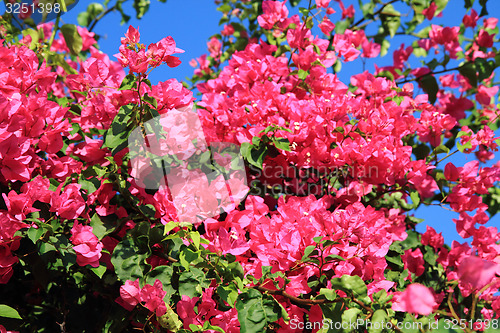 Image of bouganvillea flower