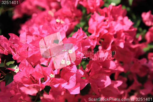 Image of bouganvillea flower