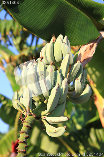 Image of banana plant\r\n