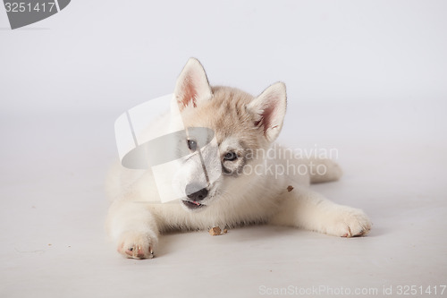 Image of Siberian Husky dog