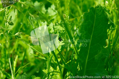 Image of The bug in a grass