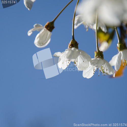 Image of Cherry blossoms close-up