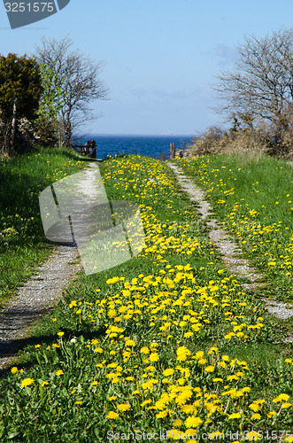 Image of Tracks to the sea