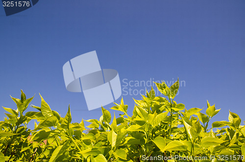 Image of Green leaves