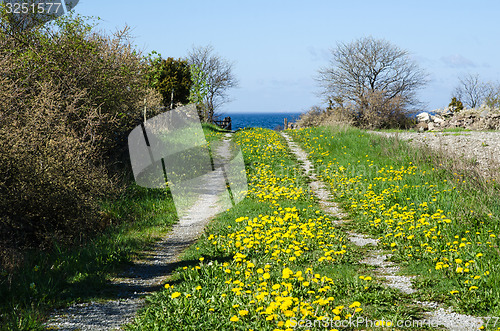 Image of Blossom country road