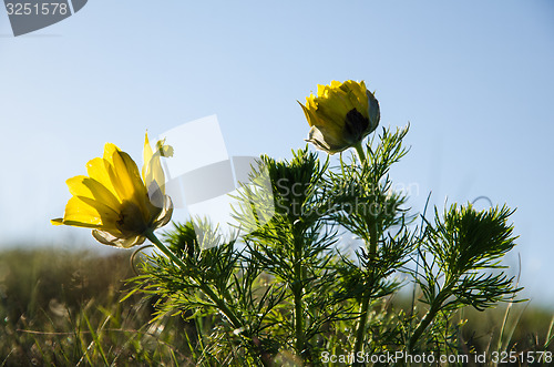 Image of Pheasants eye flowers