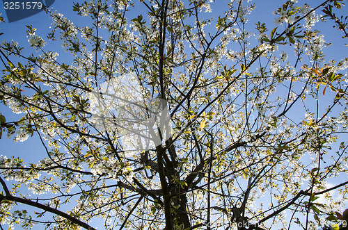 Image of Bright cherry blossom