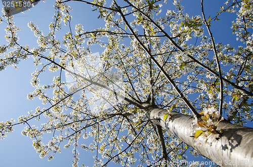 Image of Bright cherry tree