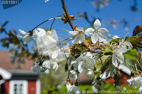 Image of Cherry blossom garden