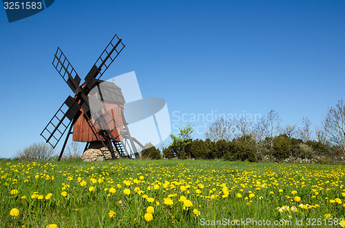Image of Blossom dandelions by a traditional windmill