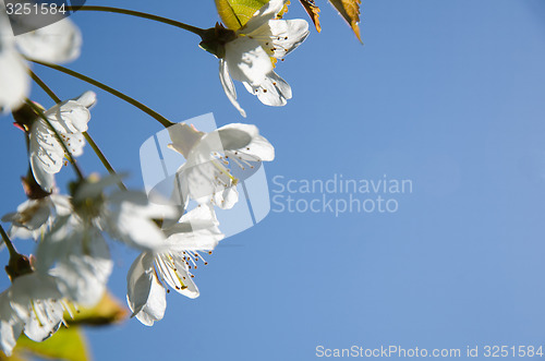 Image of Cherry flowers close-up