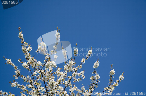 Image of White cherry blossom