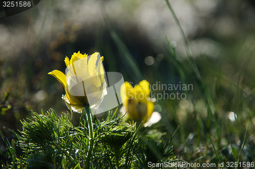 Image of Springtime beauty flower