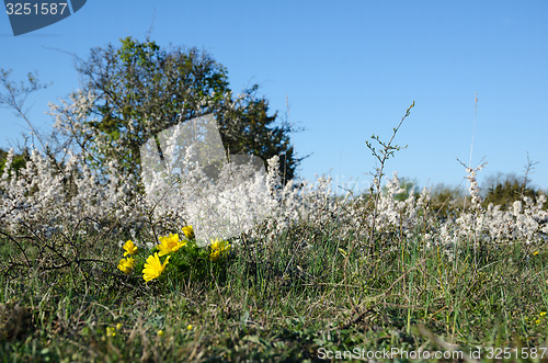 Image of Springtime blossom