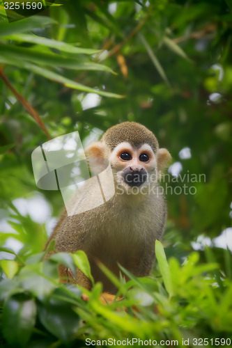 Image of Squirrel Monkey