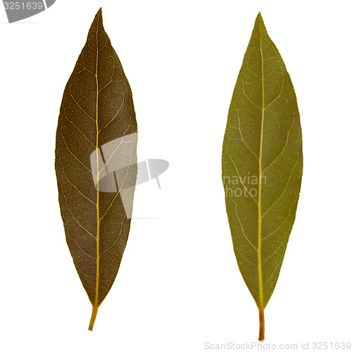 Image of Retro look Laurel Bay tree leaf isolated