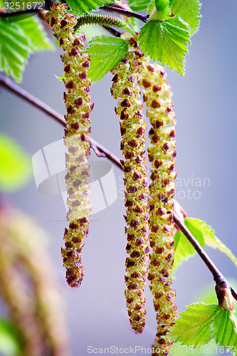 Image of Twigs and young leaves of cherry birch.