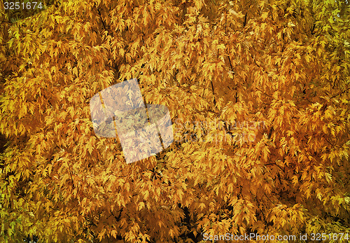 Image of Autumn tree with abundant foliage yellow color ( background imag