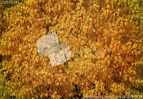 Image of Autumn tree with abundant foliage yellow color ( background imag