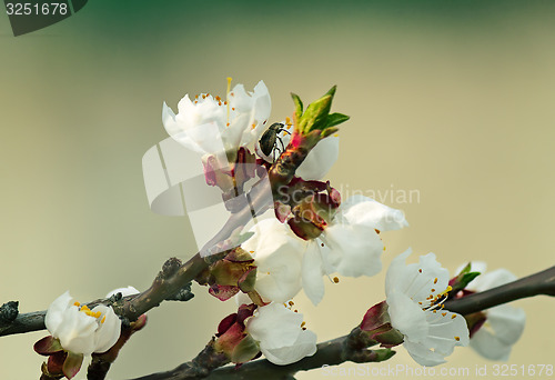 Image of Blooming apricot and insect in the sky