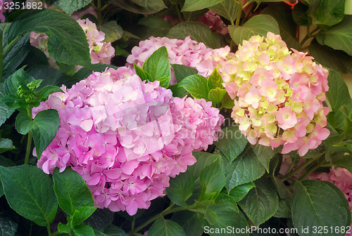 Image of Flowering branch of hydrangeas.