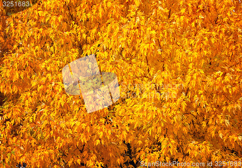 Image of Autumn tree with abundant foliage yellow color ( background imag