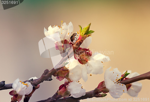 Image of Blooming apricot and insect in the sky