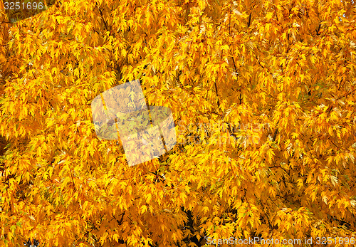 Image of Autumn tree with abundant foliage yellow color ( background imag