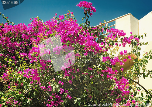 Image of Building facade fragment with beautiful flowers on a balcony. 