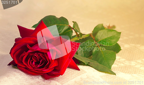 Image of Flower red rose with the leaves on the background of white silk.