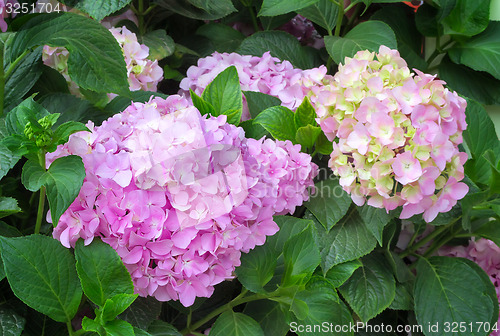 Image of Flowering branch of hydrangeas.