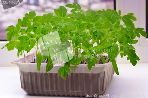 Image of Young tomato seedlings in the container with the ground.