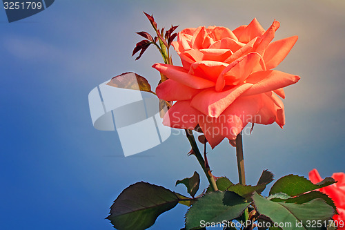 Image of Beautiful blossoming rose against the blue sky.