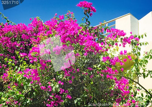 Image of Building facade fragment with beautiful flowers on a balcony. 