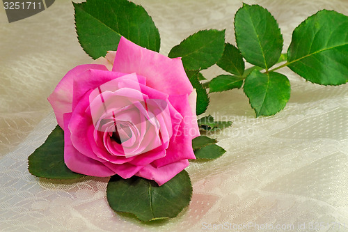 Image of Flower bright pink rose with the leaves on the background of whi